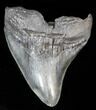 Bargain Fossil Megalodon Tooth - South Carolina #39243-1
